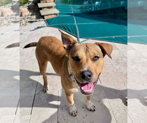 Catahoula Leopard Dog-Unknown Mix Dogs for adoption in Germantown, OH, USA