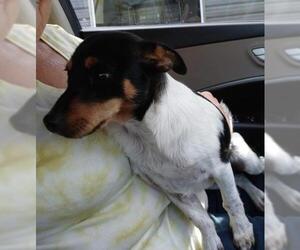 Jack-Rat Terrier Dogs for adoption in Baileyton, AL, USA