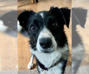 Border Collie Dogs for adoption in Forest, VA, USA