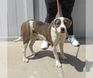 American Pit Bull Terrier-Labrador Retriever Mix Dogs for adoption in Louisville, KY, USA