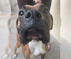 Boxer Dogs for adoption in Salinas, CA, USA