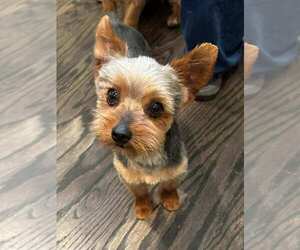 Mutt Dogs for adoption in Holly Springs, NC, USA