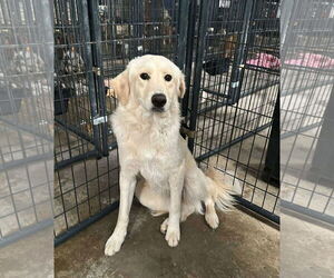 Golden Pyrenees Dogs for adoption in Grafton, WI, USA