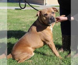 American Staffordshire Terrier-Black Mouth Cur Mix Dogs for adoption in Pandora, TX, USA