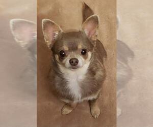 Chihuahua Dogs for adoption in Harrisburg, PA, USA