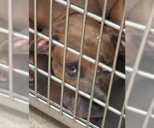 American Bulldog-Unknown Mix Dogs for adoption in Oklahoma City, OK, USA