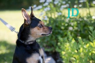 Miniature Pinscher Dogs for adoption in Kendallville, IN, USA