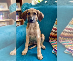 Labrador Retriever-Unknown Mix Dogs for adoption in Genesee, WI, USA