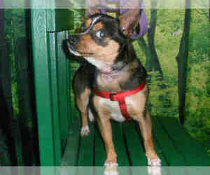 Medium Photo #1 Chihuahua-Unknown Mix Puppy For Sale in Forestville, MD, USA