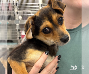 Chiweenie Dogs for adoption in Washington, DC, USA