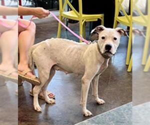 American Pit Bull Terrier-Unknown Mix Dogs for adoption in Lacombe, LA, USA