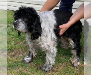 Cocker Spaniel Dogs for adoption in Little Rock, AR, USA