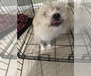 Mutt Dogs for adoption in San Antonio, TX, USA