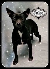 Chihuahua Dogs for adoption in Sautee Nacoochee, GA, USA