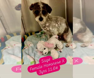 Poovanese Dogs for adoption in San Diego , CA, USA