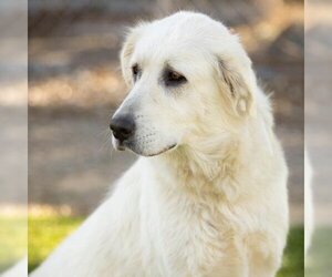 Great Pyrenees Dogs for adoption in Camarillo, CA, USA