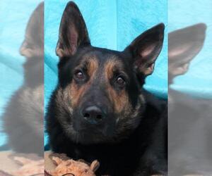 German Shepherd Dog Dogs for adoption in Cuba, NY, USA