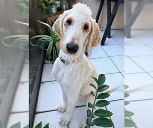 Poodle (Standard)-Unknown Mix Dogs for adoption in Fort Lauderdale, FL, USA