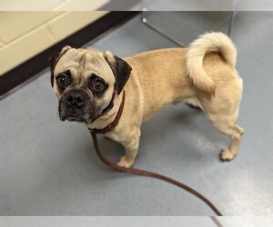 Puggle Dogs for adoption in Denver, CO, USA
