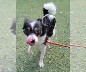 Papillon Dogs for adoption in Woodland, CA, USA