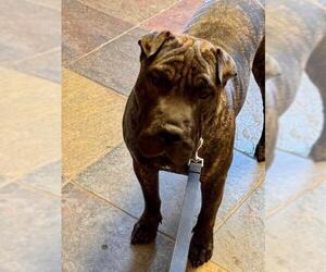 Chinese Shar-Pei-Unknown Mix Dogs for adoption in South Lake Tahoe, CA, USA