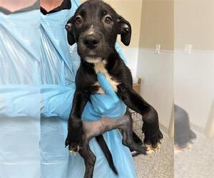 Pointer Dogs for adoption in San Antonio, TX, USA
