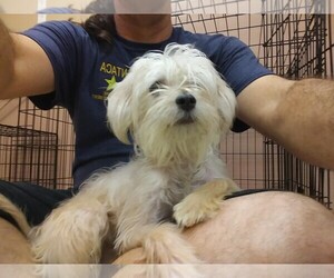 Shih Tzu-Unknown Mix Dogs for adoption in Roanoke, TX, USA