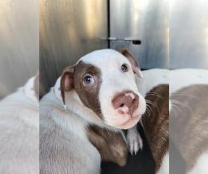 American Staffordshire Terrier Dogs for adoption in San Antonio, TX, USA