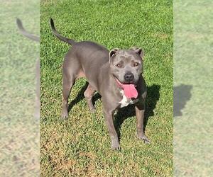 Mutt Dogs for adoption in Riverside, CA, USA
