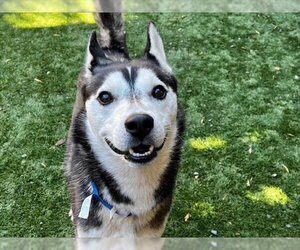 Siberian Husky Dogs for adoption in Moreno Valley, CA, USA