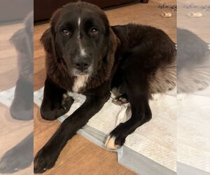 Labrador Retriever-Saint Bernard Mix Dogs for adoption in San Diego, CA, USA