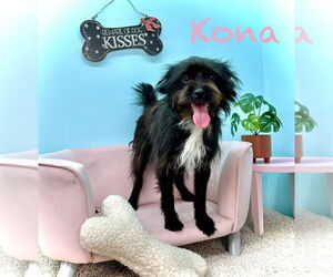 Mutt Dogs for adoption in Arcadia, FL, USA