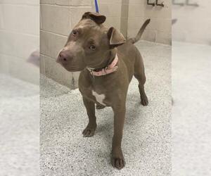 American Pit Bull Terrier Dogs for adoption in Conroe, TX, USA