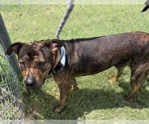 American Pit Bull Terrier-Unknown Mix Dogs for adoption in Tulsa, OK, USA