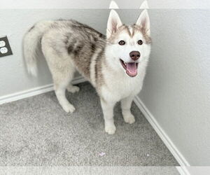 - Mix Dogs for adoption in McKinney, TX, USA
