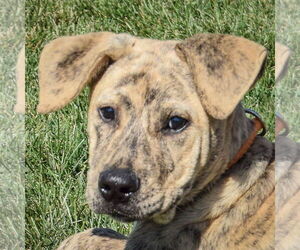 American Staffordshire Terrier-Mastiff Mix Dogs for adoption in Huntley, IL, USA