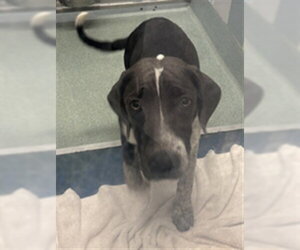 Labrador Retriever-Unknown Mix Dogs for adoption in Plano, TX, USA