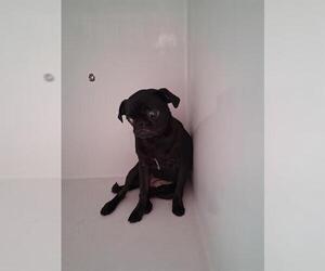 Pug Dogs for adoption in Houston, TX, USA