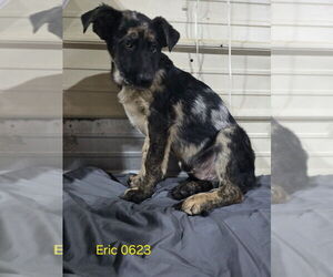 Catahoula Leopard Dog-Unknown Mix Dogs for adoption in Foristell, MO, USA
