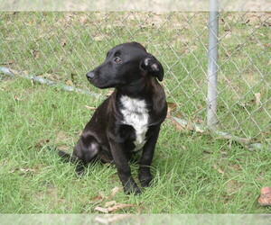 Lab-Pointer Dogs for adoption in Pawtucket, RI, USA