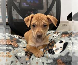 Mutt Dogs for adoption in Stockton, CA, USA