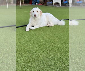 Golden Retriever-Unknown Mix Dogs for adoption in Dana Point, CA, USA