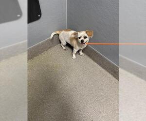 Mutt Dogs for adoption in Las Vegas, NV, USA