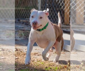 American Pit Bull Terrier-Unknown Mix Dogs for adoption in Munford, TN, USA