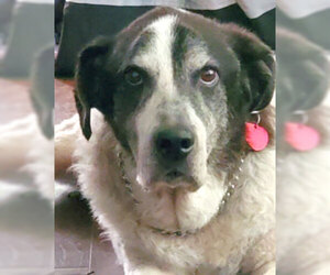 Catahoula Leopard Dog-Great Pyrenees Mix Dogs for adoption in Dripping Springs, TX, USA