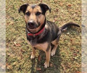 Mutt Dogs for adoption in Franklin, TN, USA