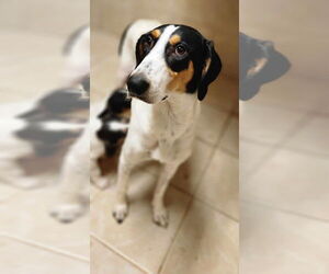 Collie-Coonhound Mix Dogs for adoption in Osgood, IN, USA