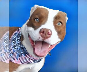 American Pit Bull Terrier-Unknown Mix Dogs for adoption in Pasadena, CA, USA