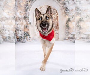 Siberian Husky-Unknown Mix Dogs for adoption in Aurora, CO, USA