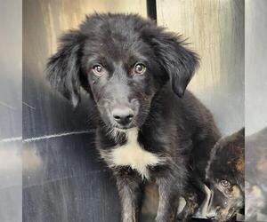 German Shepherd Dog-Unknown Mix Dogs for adoption in San Antonio, TX, USA